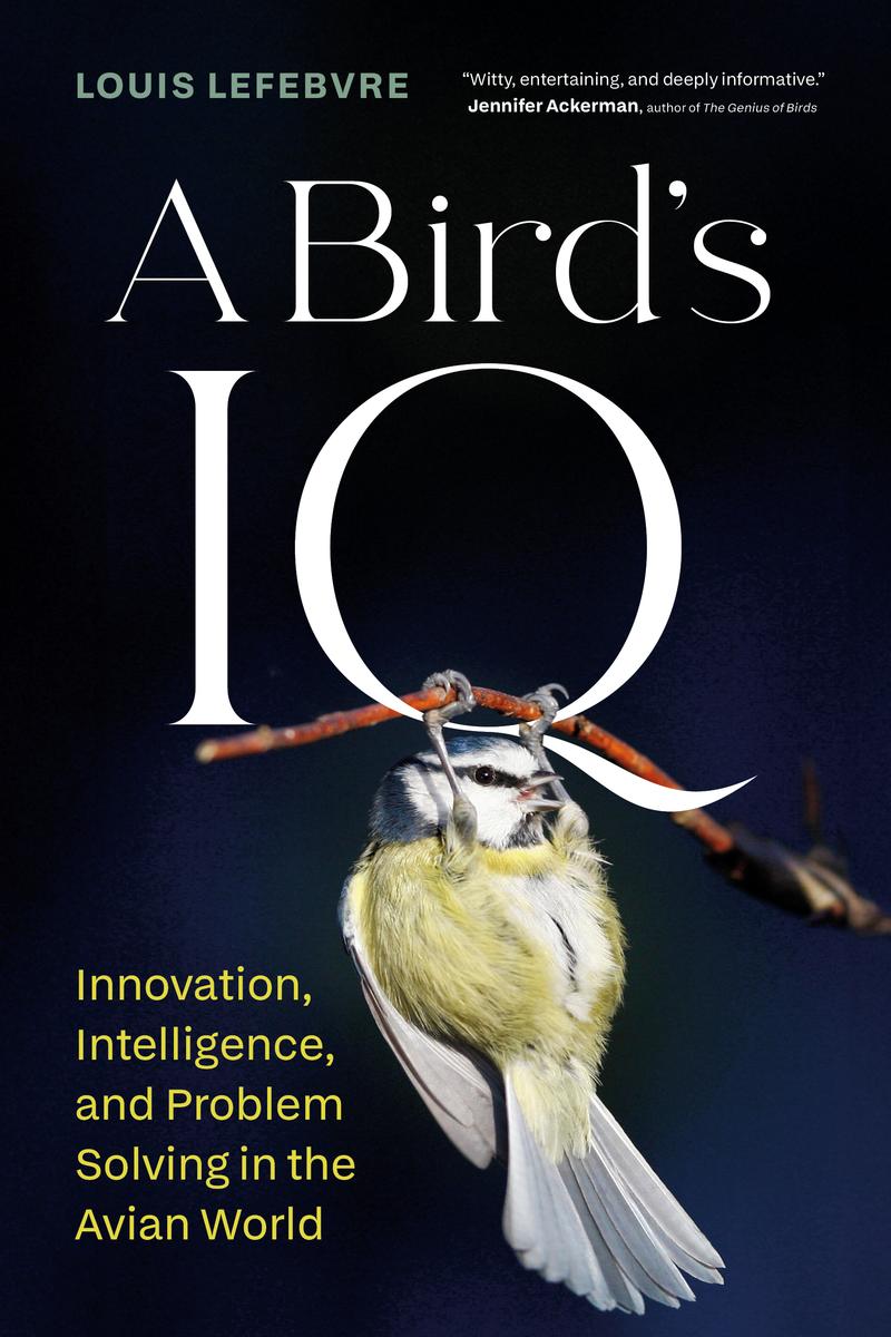 A Bird's IQ by Louis Lefebvre | Mill Street Books